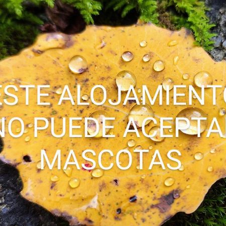 Pleta Del Mon Atico Διαμέρισμα Benasque Εξωτερικό φωτογραφία